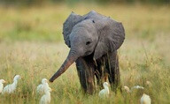 Baby elephant playing with birds.