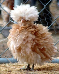 Polish Frizzle Bantam. God has imagination