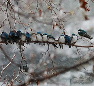 Snowy Swallows by Keith Williams