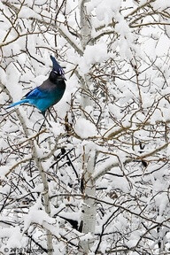 a bright blue jay