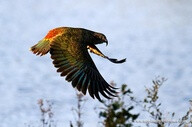 Kea parrot, Nestor notabilis, in flight, Fiordland, South Island, New Zealand