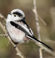 Codibugnolo ~ perhaps one of the cutest bird I've ever seen.