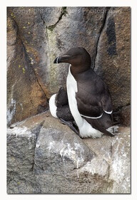 Razorbill Alca torda, chick and parent on cliffs edge, July, Isle of May, Scotland, UK