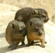 These tiny Rock Hyrax babies at Chester Zoo are the closest living relative to the elephant!