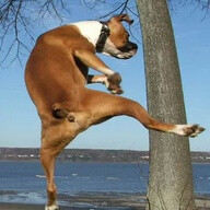 Every doggie was kung fu fighting!