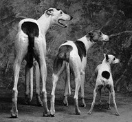 Greyhound &gt; Whippet &gt; Italian Greyhound