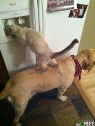 When dogs and cats learn to work together be afraid Very afraid