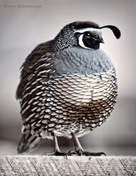 California Quail (state bird)