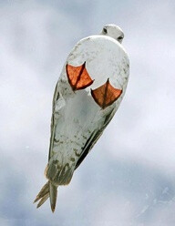 A seagull sitting on a glass roof