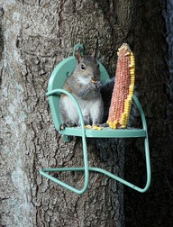 Squirrel chair... Let your local squirrel eat mid-trunk