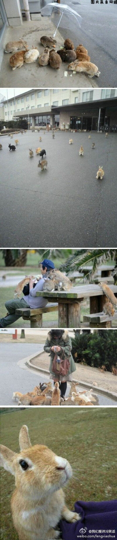 Okunoshima（大久野岛），也被常称为兔岛或兔子岛，因为那是野兔的天堂。兔子们温顺近人，随处可见。可以摸的毛茸茸们！