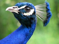 peacock face..... .