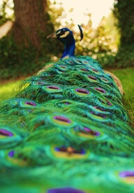 peacock