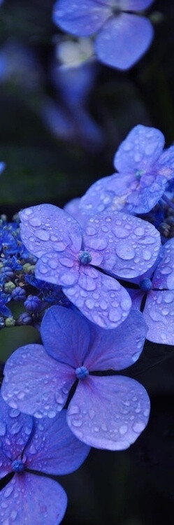 periwinkle hydrangea