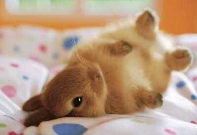 "Rabbit~滚不起来