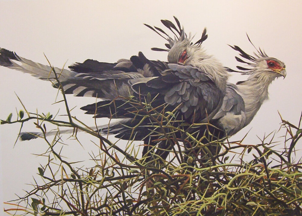 Robert Batman 丙烯動物畫作品 Secretary bird