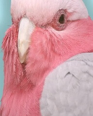 Pinky parrot