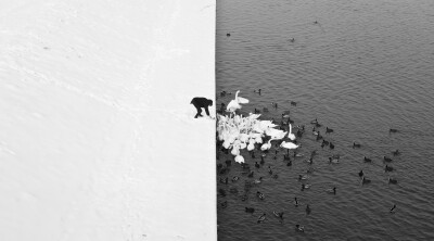 黑衣、雪地、天鹅和深色的水面浑然一体，独特的视角和构图使得这幅画面就像一张阴阳图一般。高清大图2048X1337