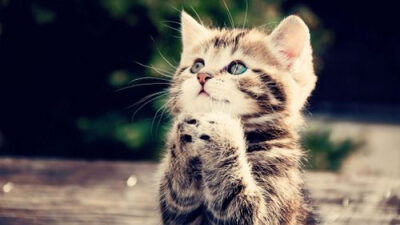 卖萌的猫咪{老天， 请保佑世界和平吧！不，在那之前，请先赐给我一场美味鱼雨！