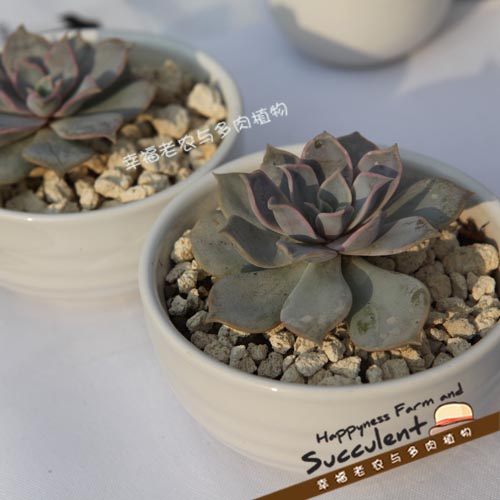 多肉植物 “ 丽娜莲花” 单株不带盆