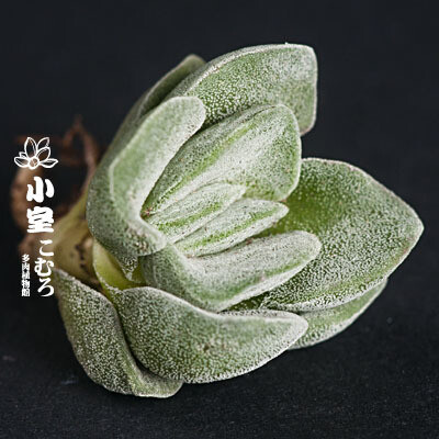 小室多肉馆 多肉植物 景天科 青琐龙属 Crassula &acute;Coralita&acute;