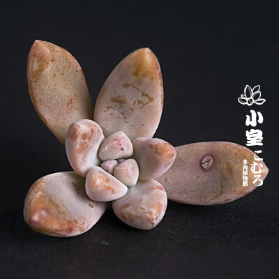 小室多肉馆 多肉植物 日系 秋丽 Graptosedum Francesco Baldi