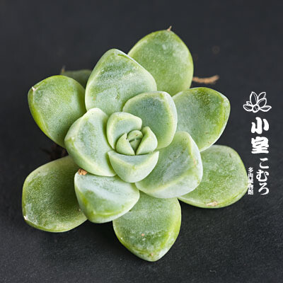 小室多肉馆 多肉植物 日本 进口 Eelengans &acute;kesselringiana&acute;