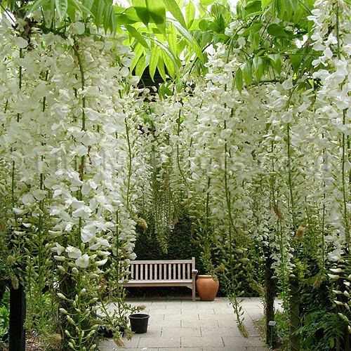 Dream garden full of Wisteria