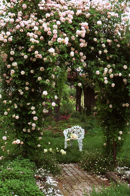 rose garden