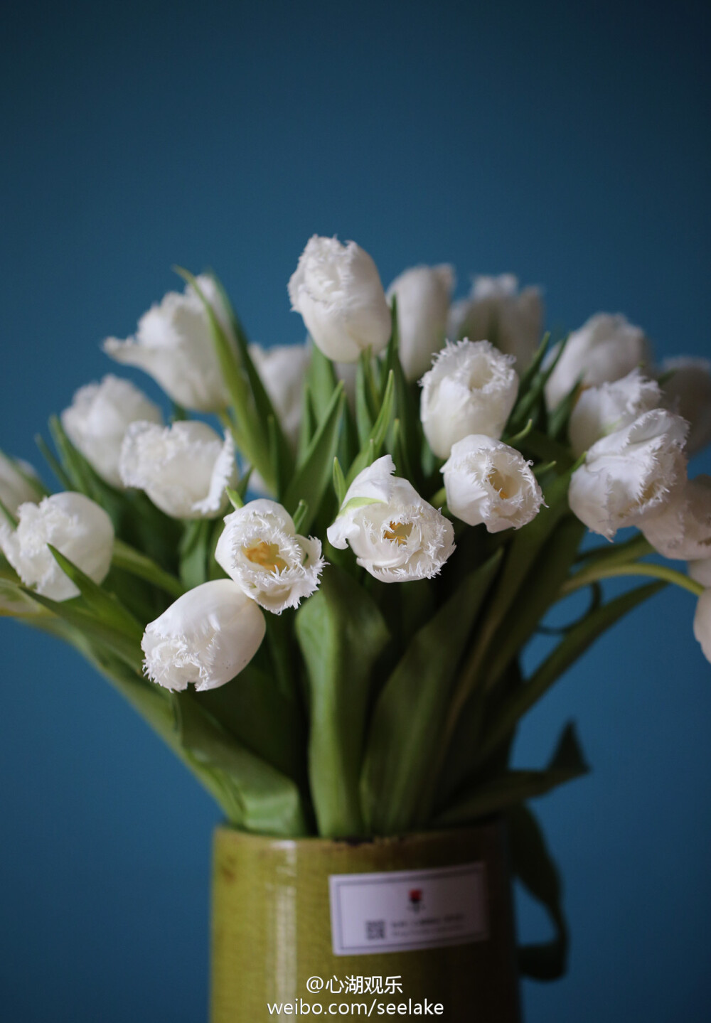 Tulip Honeymoon-流苏郁金香之蜜月。奶白色的花朵带着精致的细流苏边，就像圣代上厚厚的一层糖霜。嫩黄色的花蕊静谧的隐藏在深沉，就好似奶油里裹着的某颗杏仁糖，是埋藏着的惊喜。期待你的品尝。
