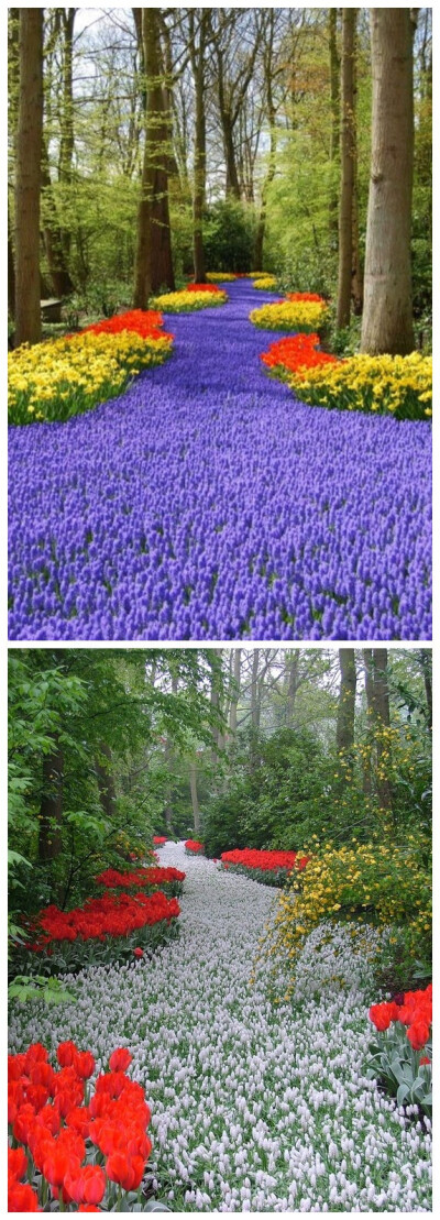 #植言片语#悠长的花道。位于荷兰，利瑟，库肯霍夫。周一，大家早上好。