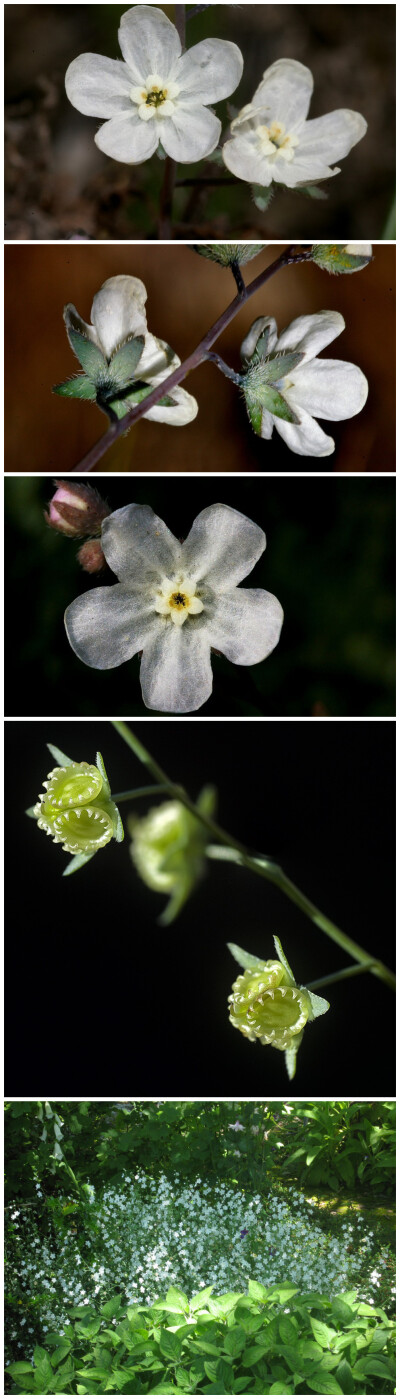 #植物秀#Omphalodes linifolia。亚麻叶脐果草。