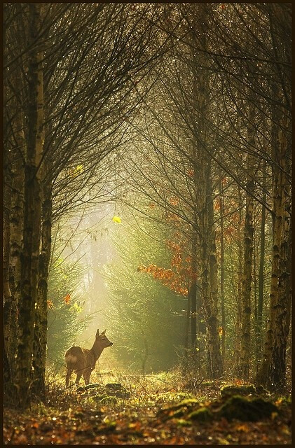 beautiful forest life