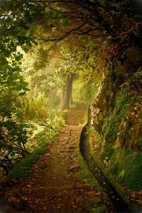 Lonely Path With Green Forest