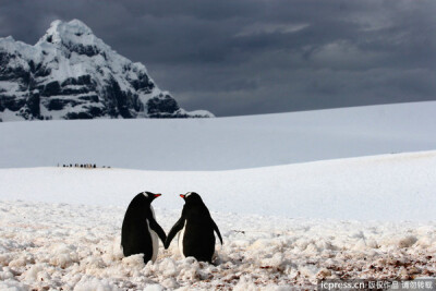 企鹅有爱