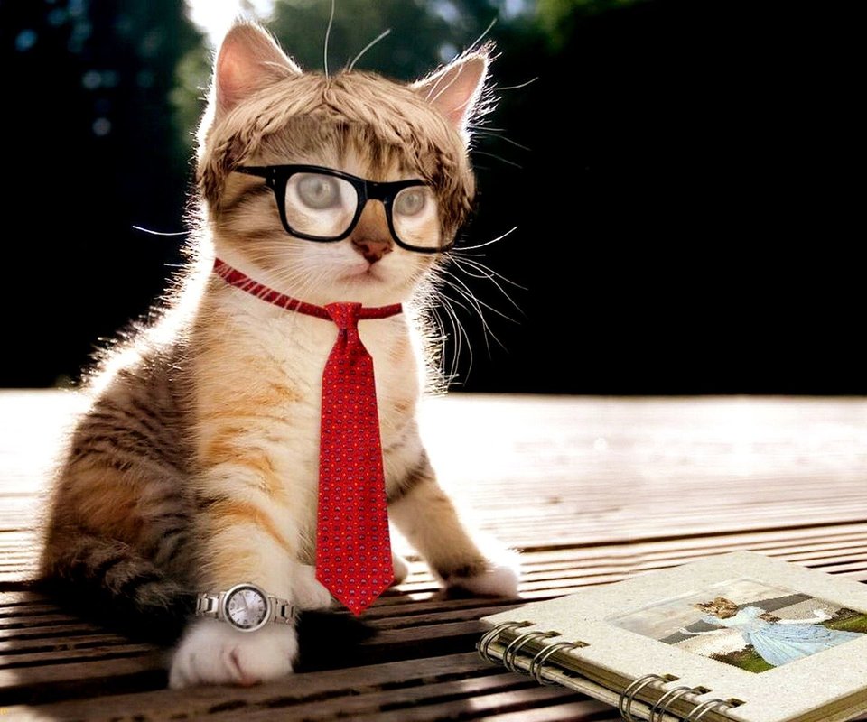 猫咪博士