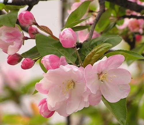 西府海棠(解语花)