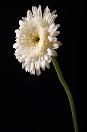 自然,影棚拍摄,白色,花,茎_119951471_创意图片_Getty Images China