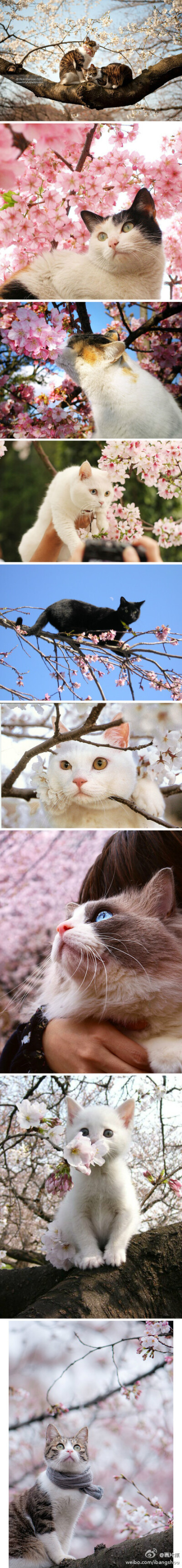 #治愈系# 樱花和猫。温柔的你让这个世界有了一丝微笑。（图片来自网络）