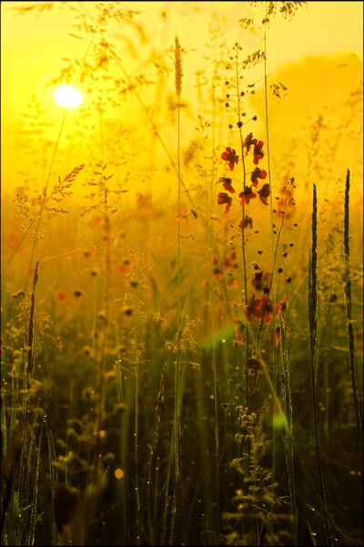 golden meadow