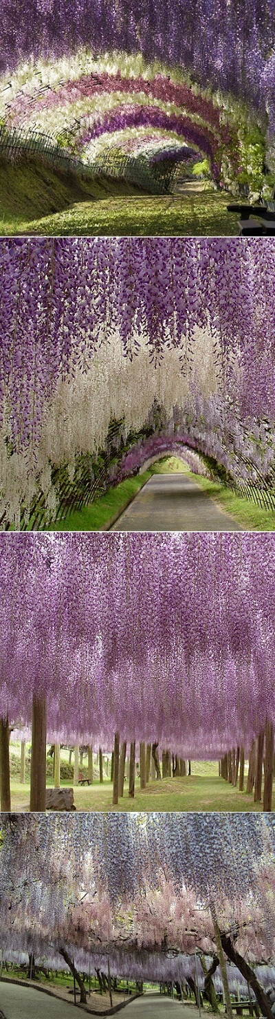 Kawachi Fuji Garden in Japan