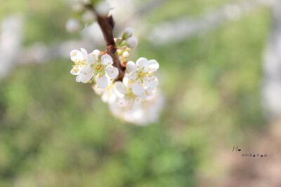 李花✿