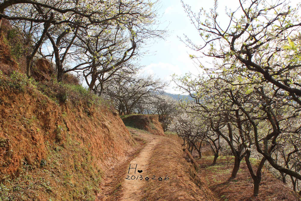 李花路