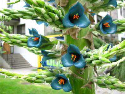 Puya alpestris。蓝色普雅凤梨。