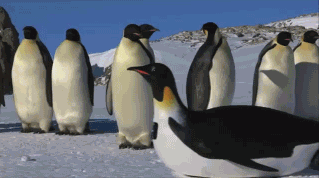救命！BBC这个新的企鹅纪录片太萌了！把摄像机放在假企鹅和假石头里，混进企鹅群近距离拍摄~企鹅们一幅“。。。人类好蠢”的表情啊...