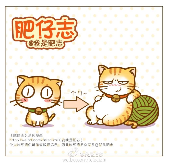 插画猫漫画肥志喵星人赞评论更多