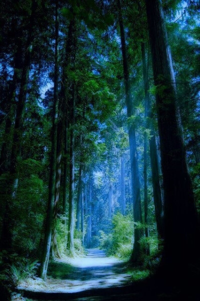 Blue Forest - Vancouver, Canada