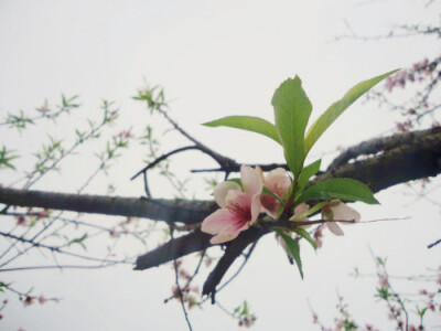 桃花 春天