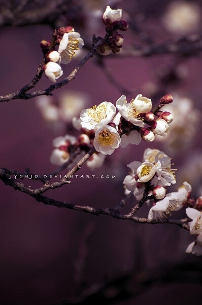 日本摄影师jyoujo的摄影作品