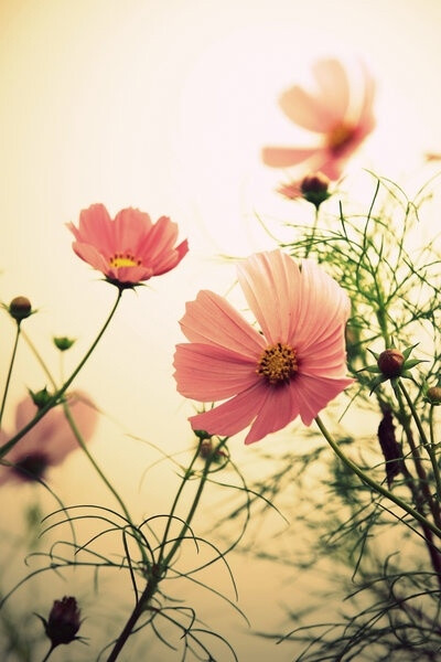 日本摄影师jyoujo的摄影作品